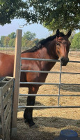 Vente de poney